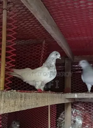 High Flair Pigeon