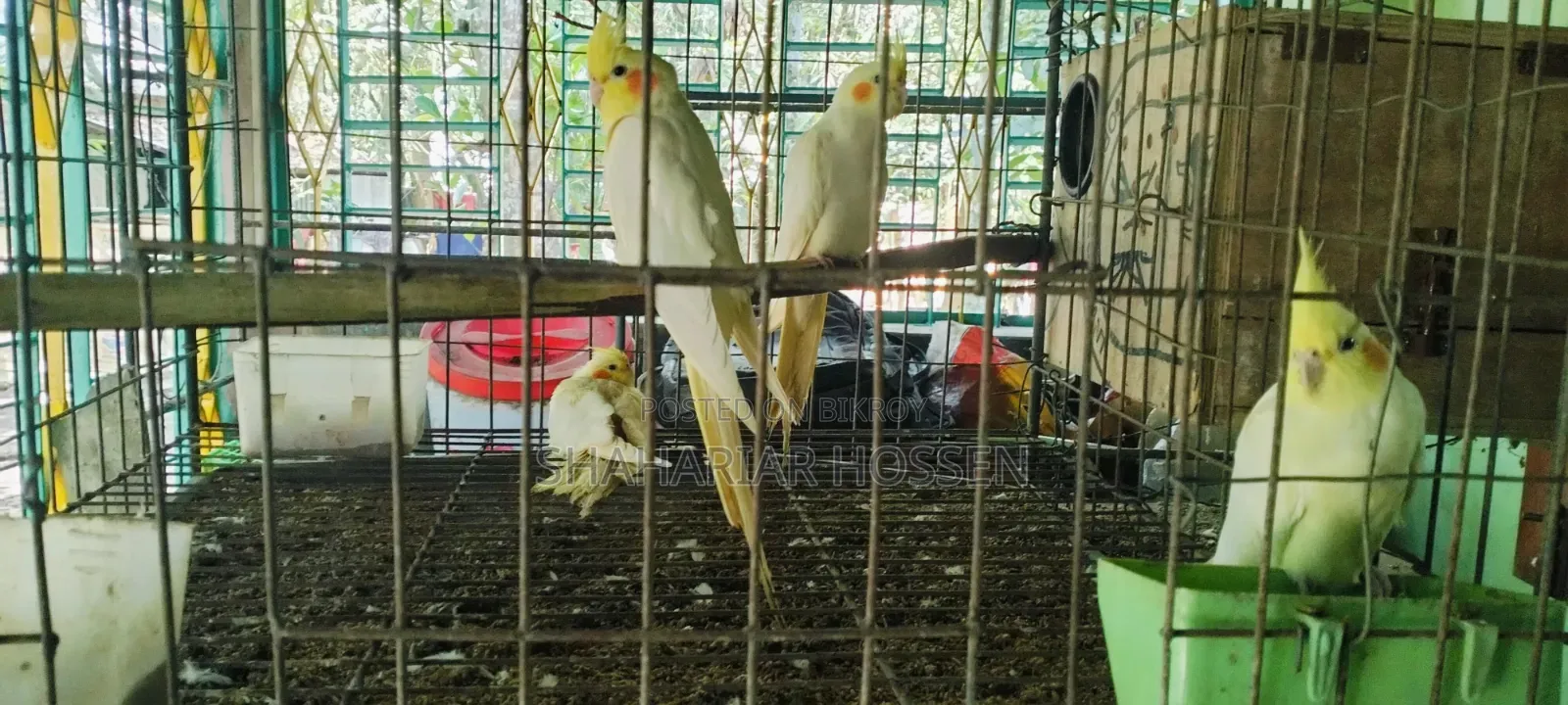 রানিং ককাটেল জোড়া ২ মাসের বাচ্চা সহ
