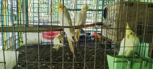 Running Cockatiel Pair with 2 Months Old Babies