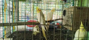 রানিং ককাটেল জোড়া ২ মাসের বাচ্চা সহ