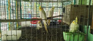 রানিং ককাটেল জোড়া ২ মাসের বাচ্চা সহ