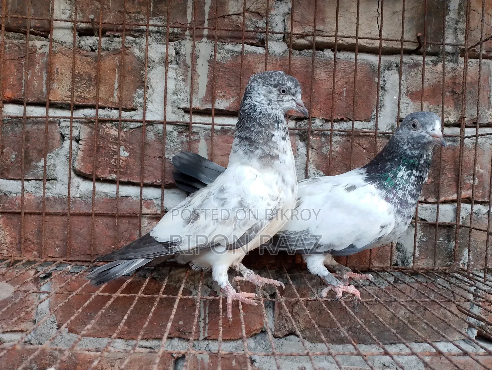 কবুতর তরুন