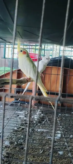 Running Cockatiel Pair for Sale