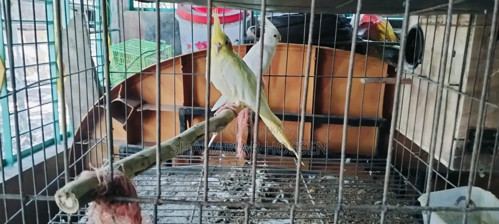 রানিং ককাটেল জোড়া বিক্রি করা হবে