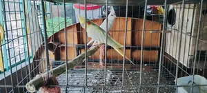 রানিং ককাটেল জোড়া বিক্রি করা হবে