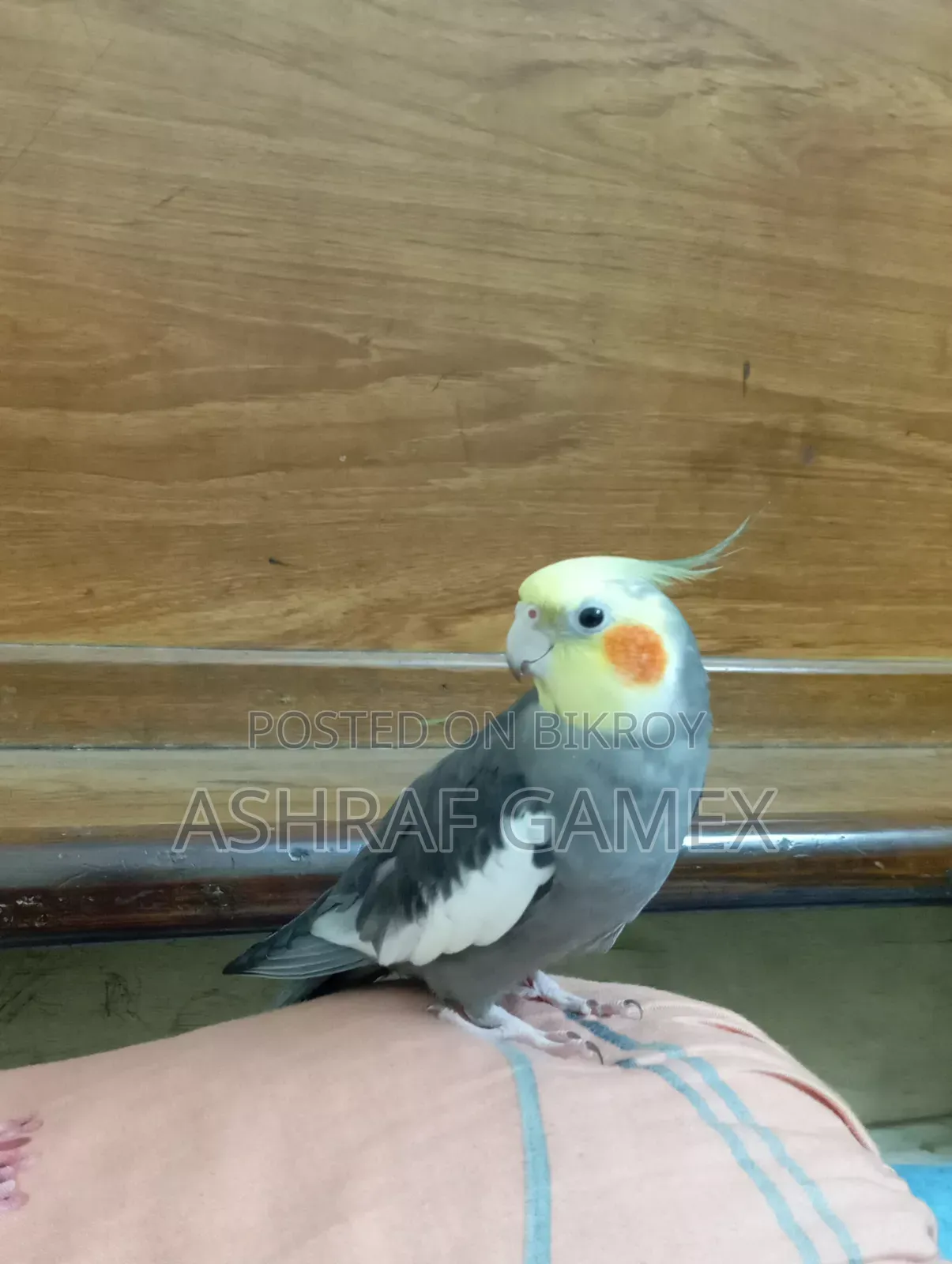 Male Cockatiel