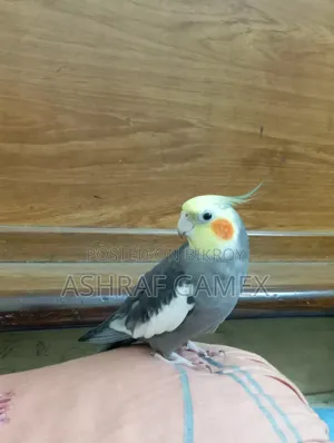 Male Cockatiel