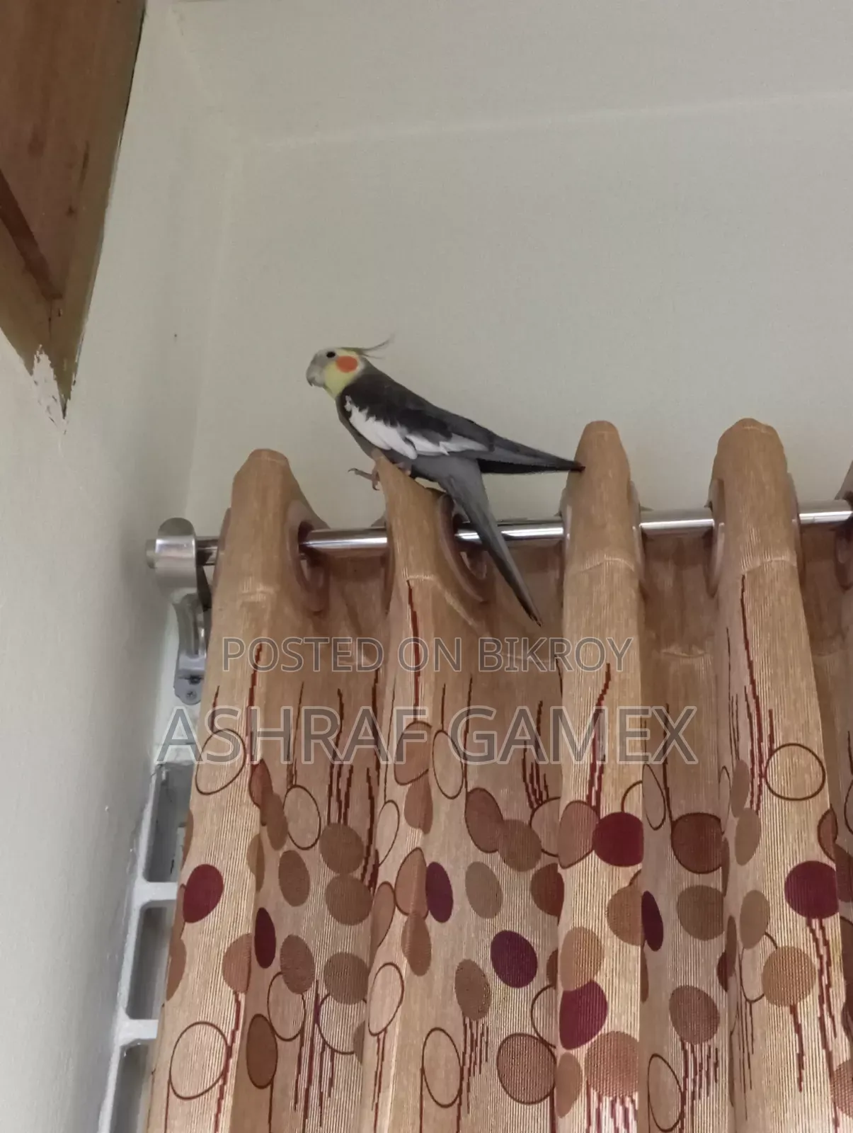 Male Cockatiel