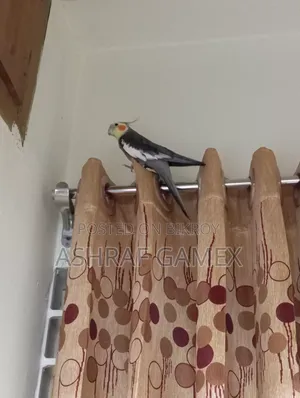 Male Cockatiel