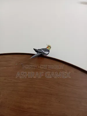 Male Cockatiel