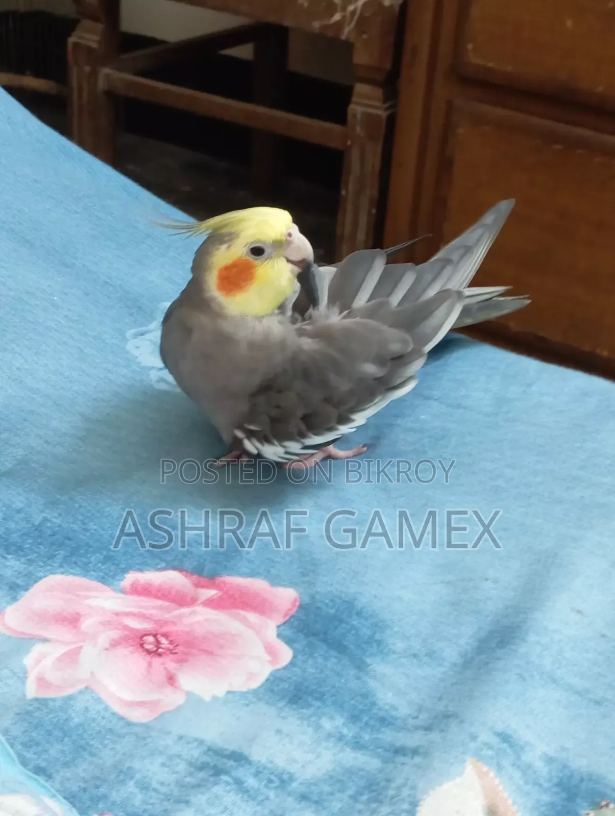 Male Cockatiel