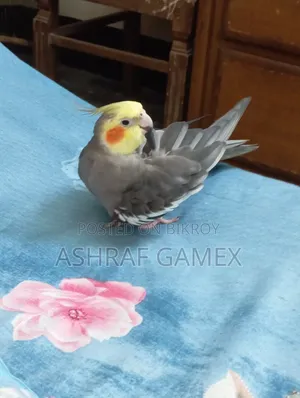 Male Cockatiel