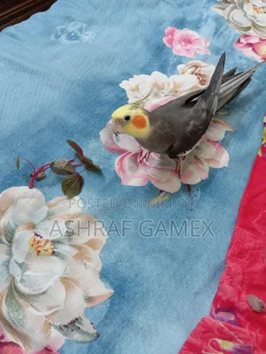 Male Cockatiel