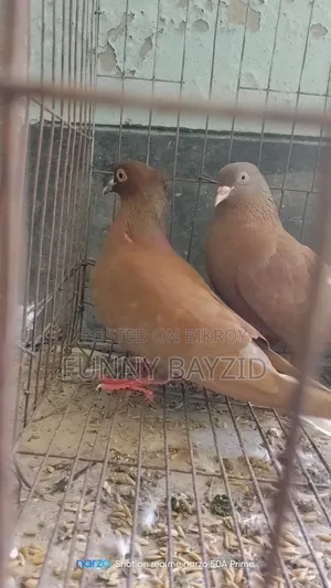 Bombay Pigeon