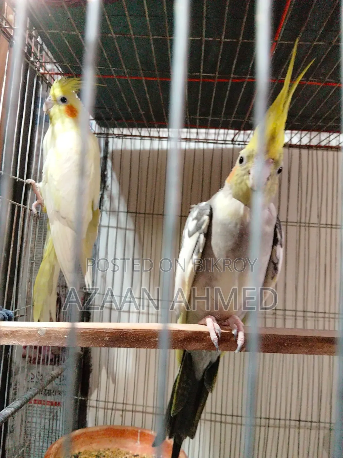 জোড়া বিক্রির জন্য