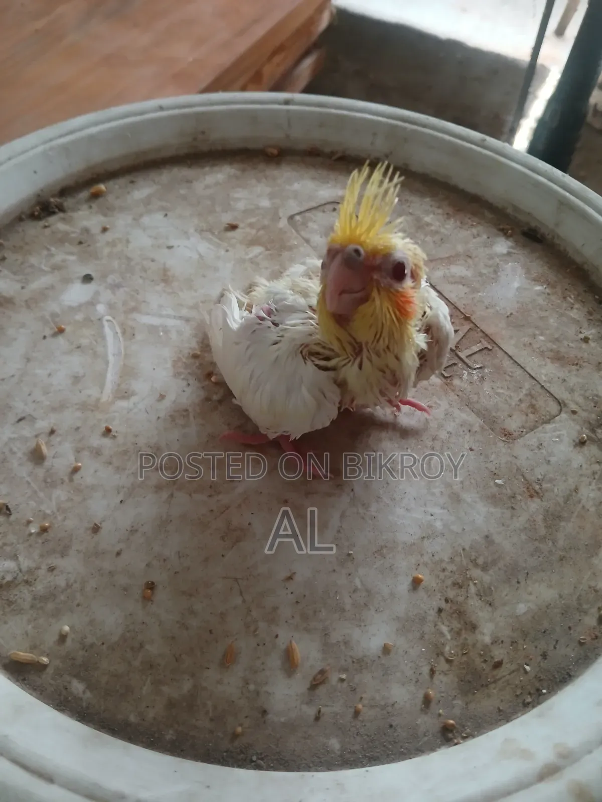 লুটিনো ককাটেল পাখি টেম সাইজ বেবি