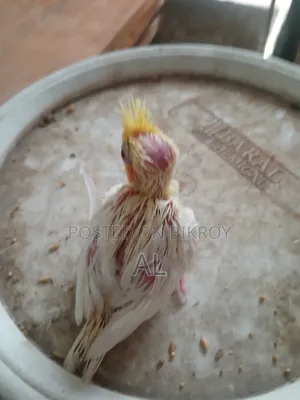 লুটিনো ককাটেল পাখি টেম সাইজ বেবি