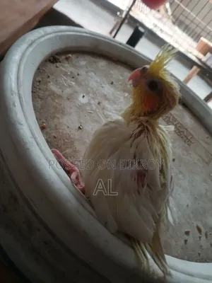 লুটিনো ককাটেল পাখি টেম সাইজ বেবি