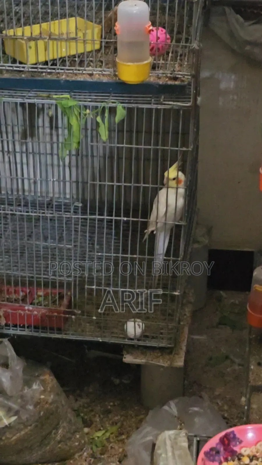 Male Cockatiel