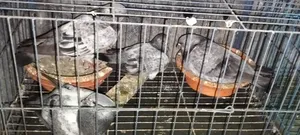 Giribaz Pigeon