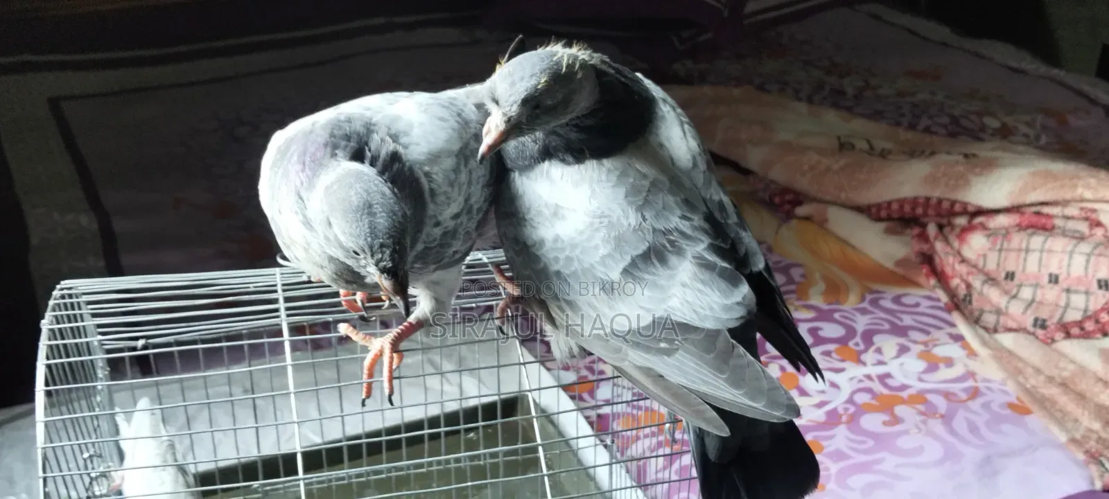 Silver Baby