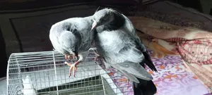 Silver Baby