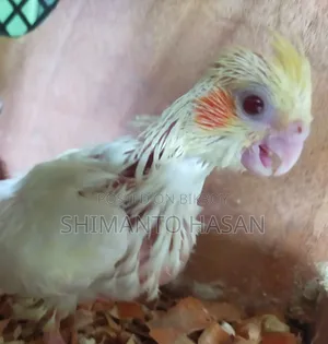 Lutino Tame Size Cockatiel