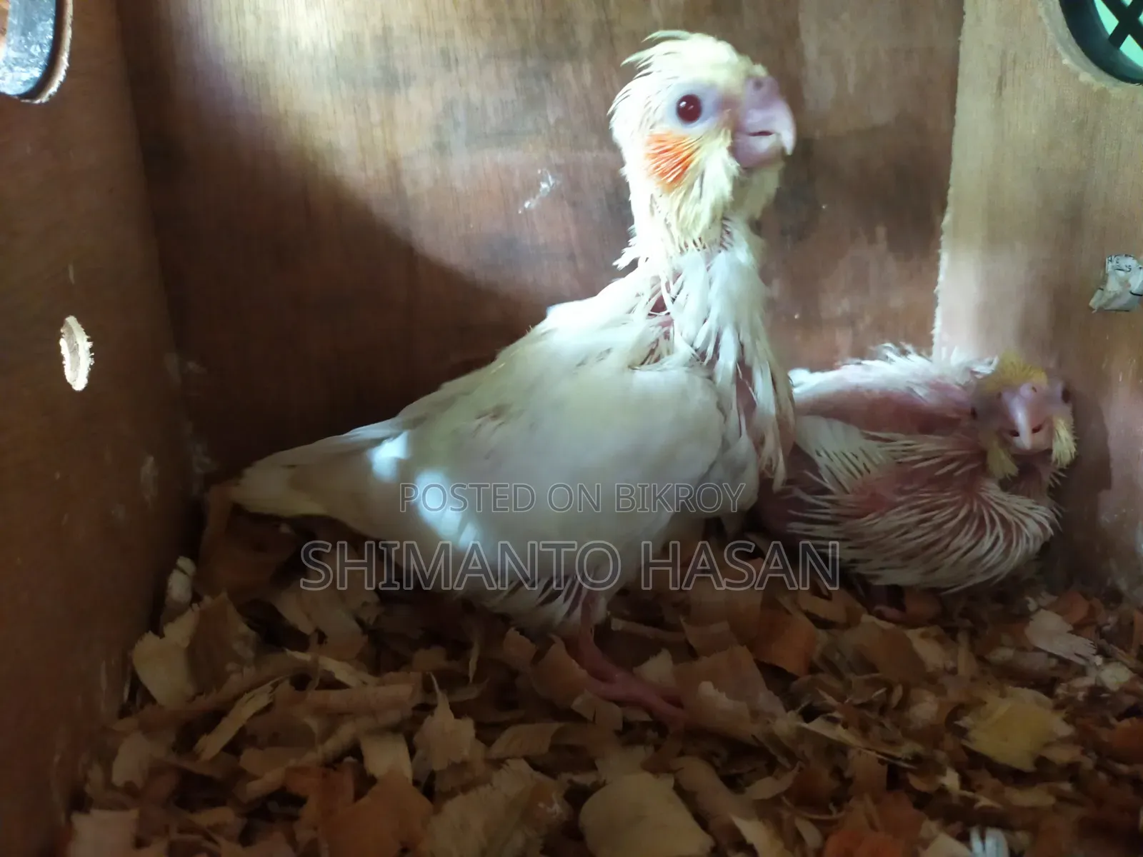 লুটিনো টেম সাইজ ককাটেল