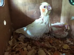 লুটিনো টেম সাইজ ককাটেল