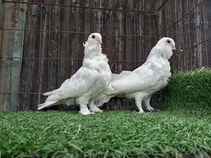 Chinese Owl Pair