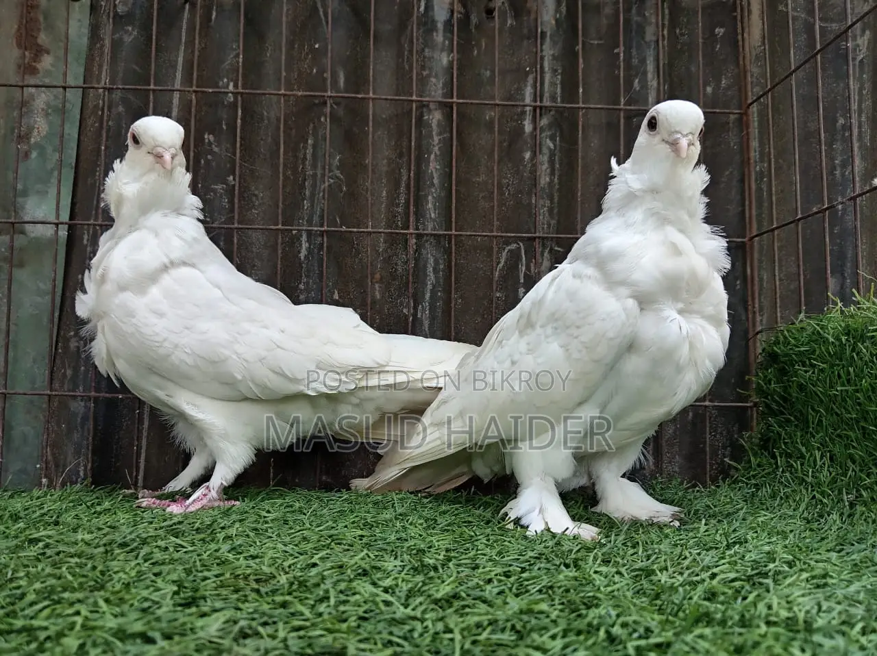 চাইনিজ আউল জোড়া