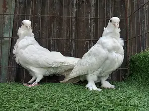 চাইনিজ আউল জোড়া