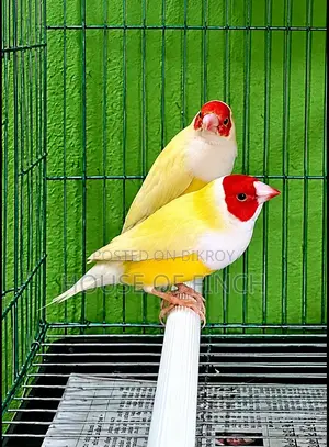 Yellow Gouldians Pair