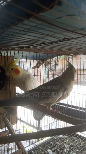 Cockatiel Egg Breeding Pair