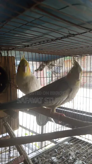 কোকাটেল ডিম বাচ্চা করা জোড়া