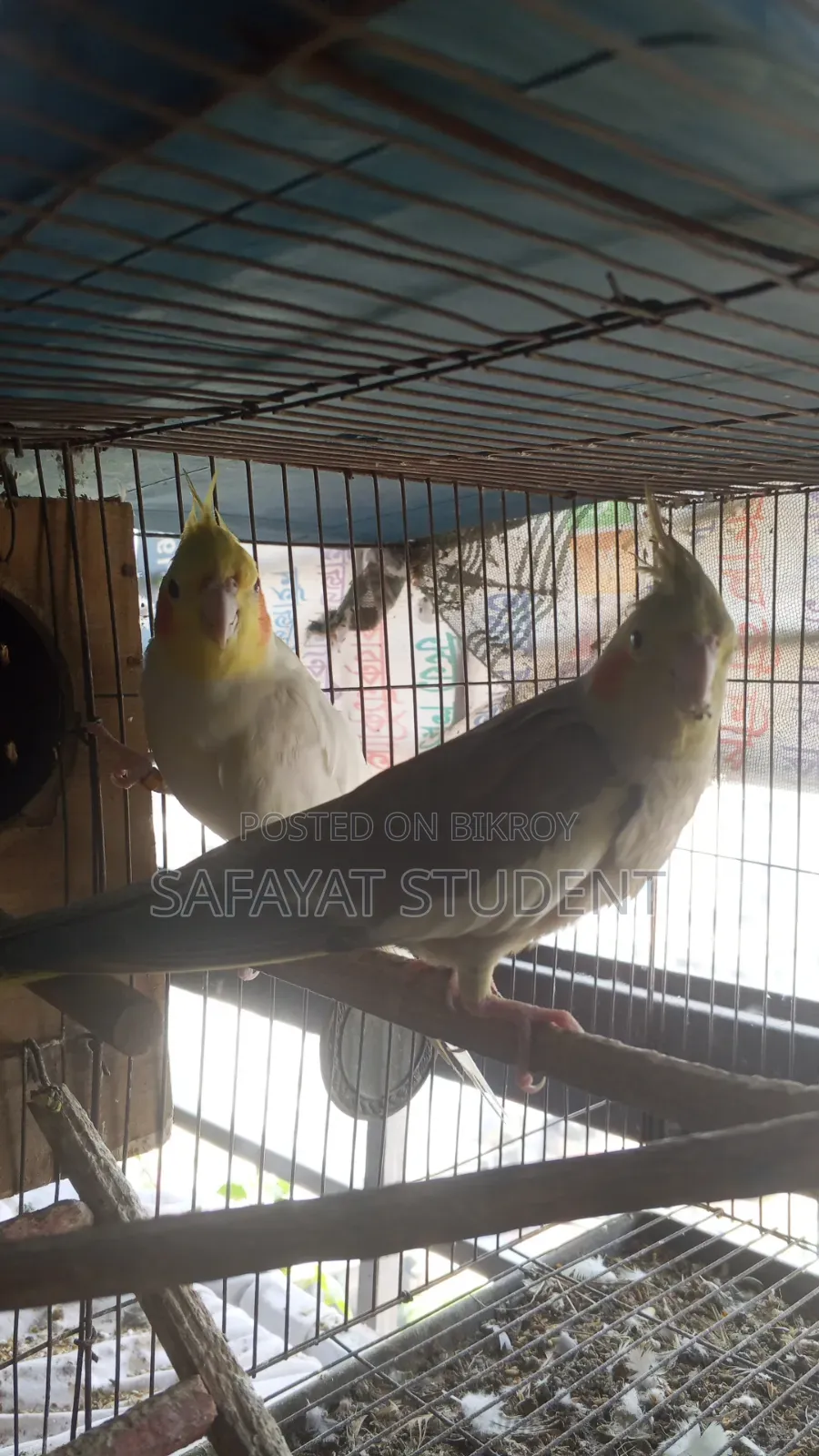 কোকাটেল ডিম বাচ্চা করা জোড়া