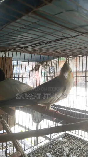 কোকাটেল ডিম বাচ্চা করা জোড়া