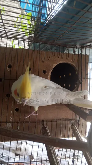 কোকাটেল ডিম বাচ্চা করা জোড়া
