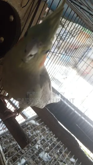 কোকাটেল ডিম বাচ্চা করা জোড়া