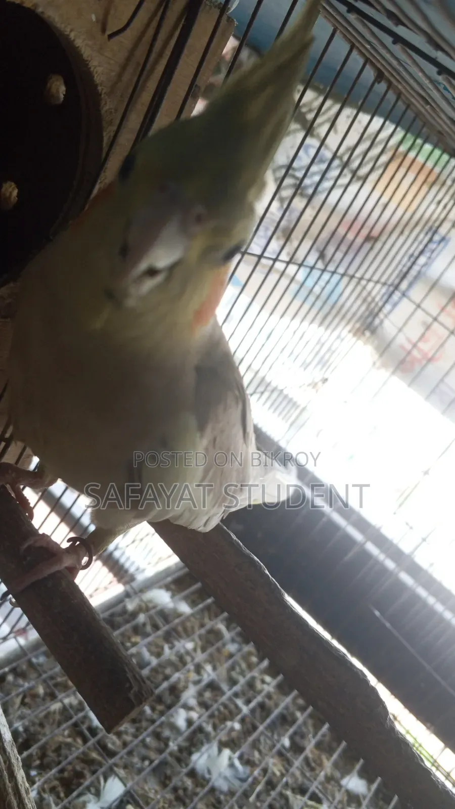 কোকাটেল ডিম বাচ্চা করা জোড়া