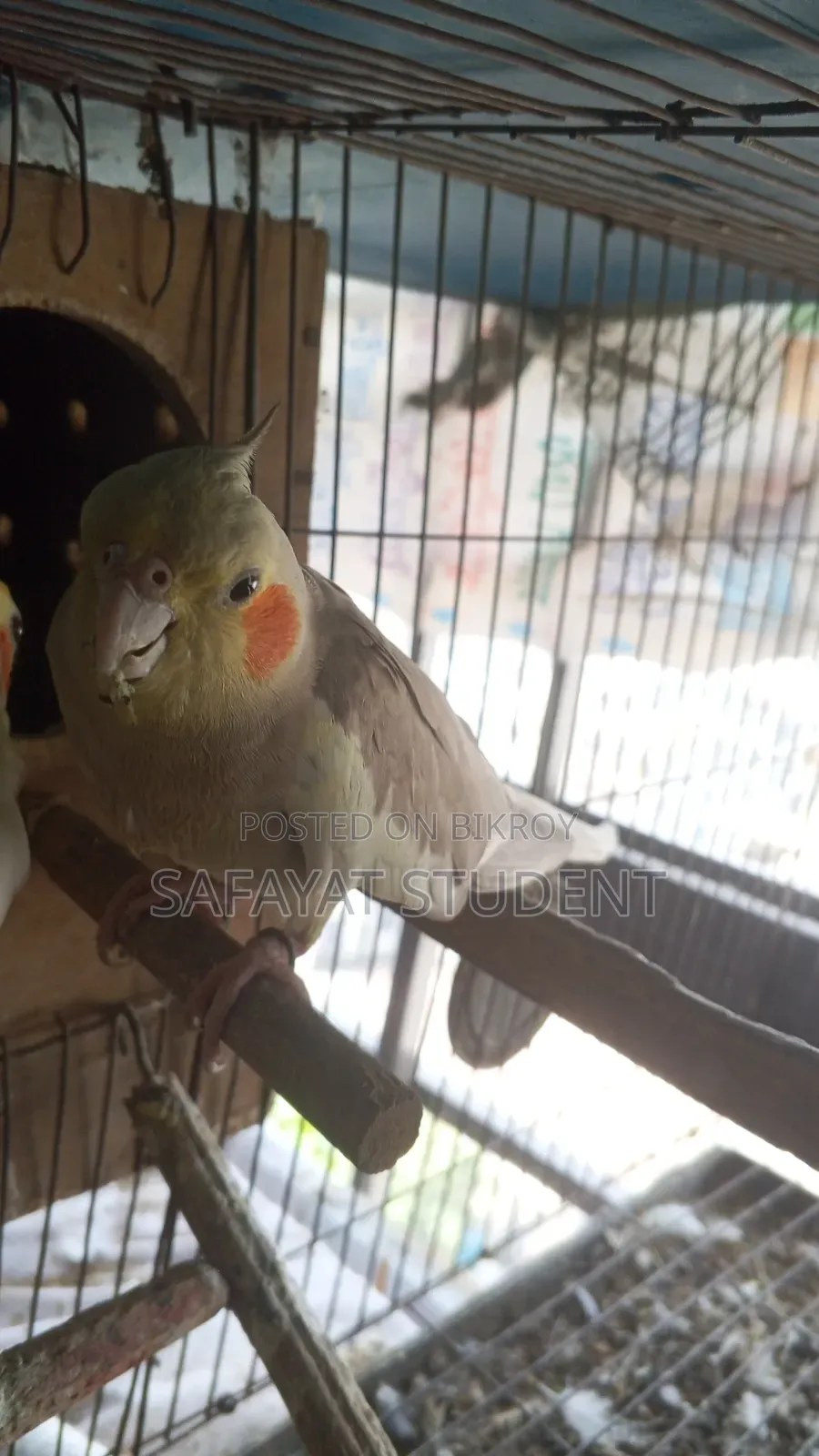 কোকাটেল ডিম বাচ্চা করা জোড়া
