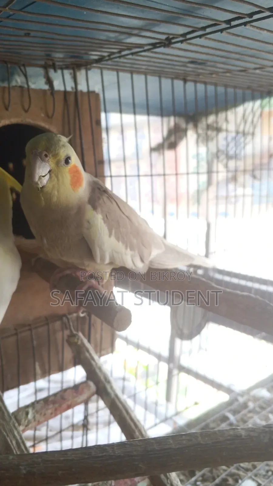 কোকাটেল ডিম বাচ্চা করা জোড়া