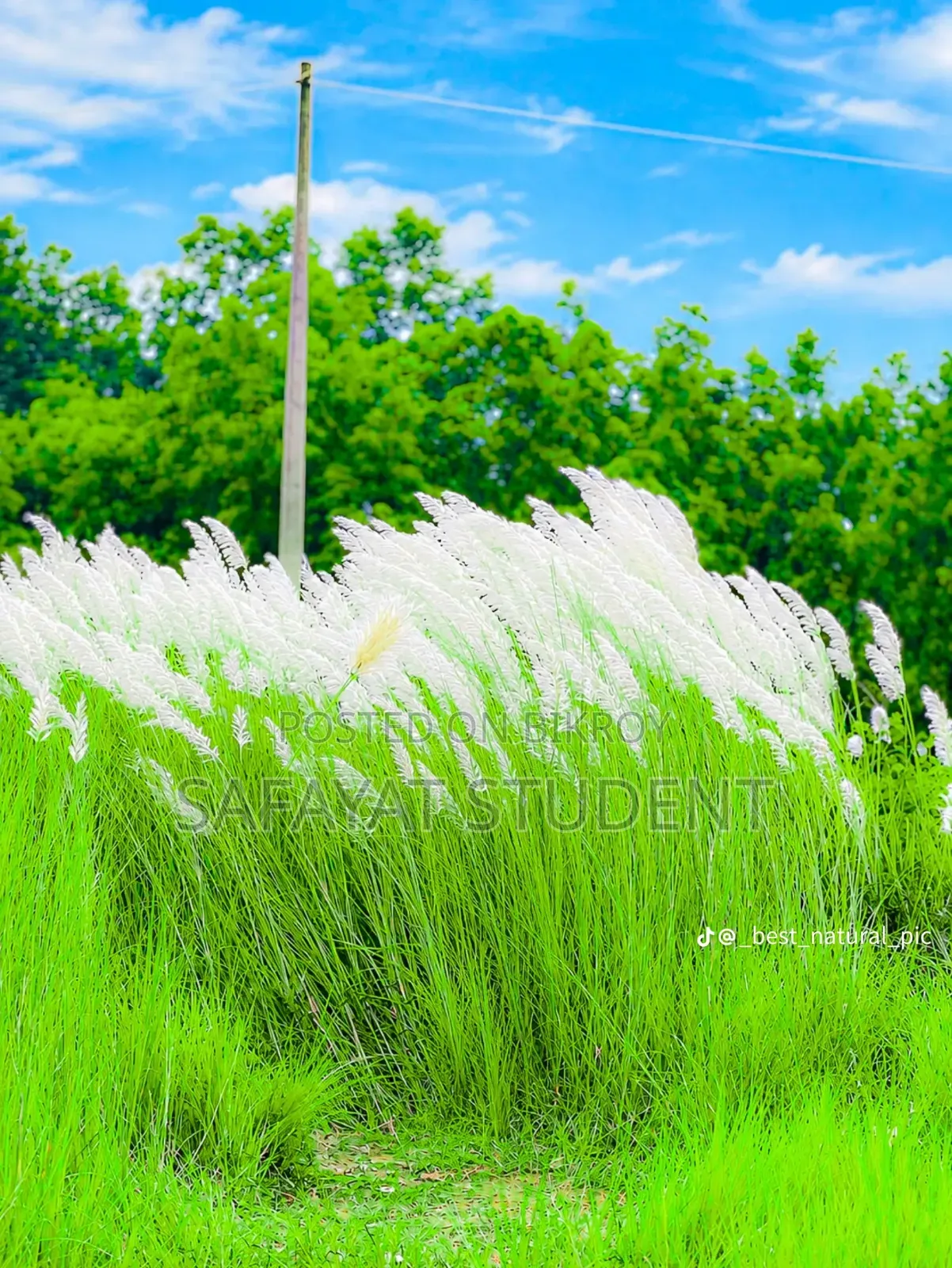 কোকাটেল ডিম বাচ্চা করা জোড়া