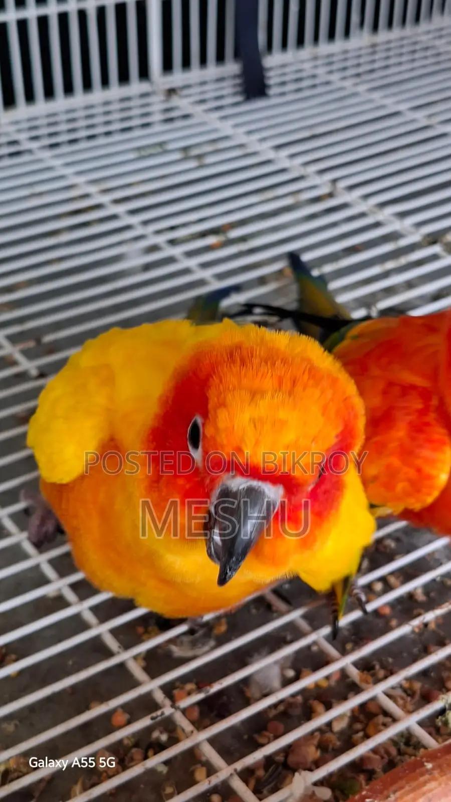 Red Sun Conure Adult Pair
