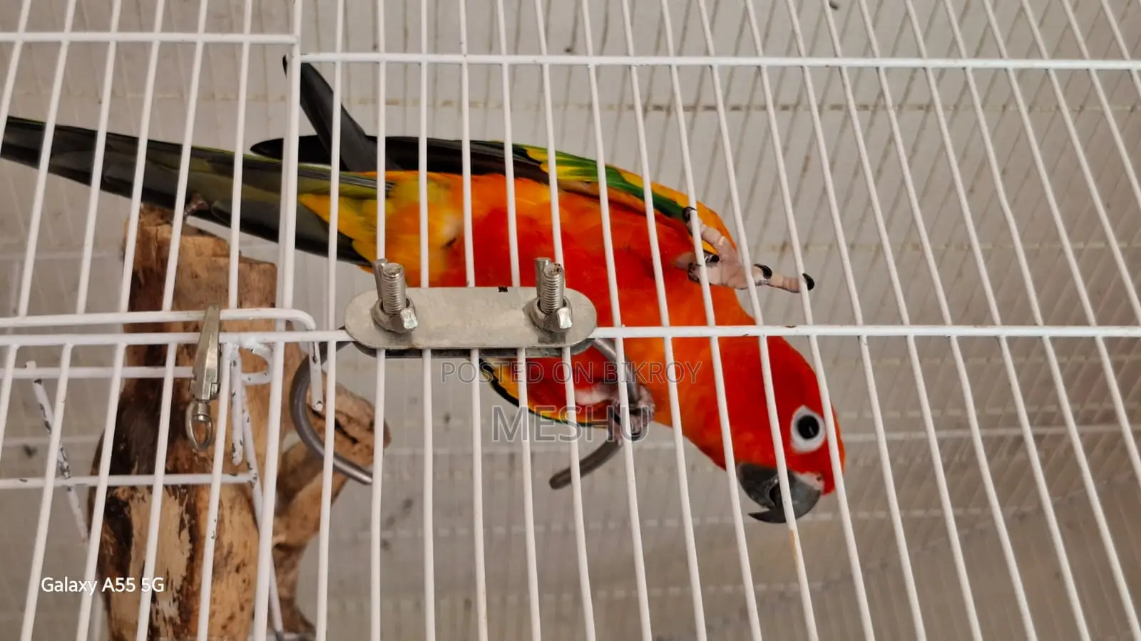 Red Sun Conure Adult Pair