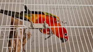 Red Sun Conure Adult Pair