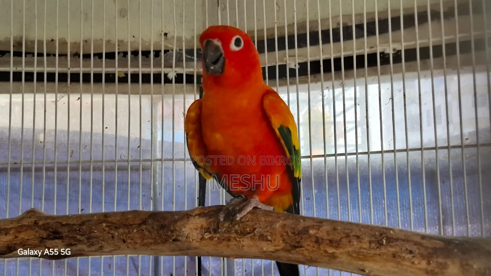 Red Sun Conure Adult Pair