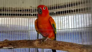 Red Sun Conure Adult Pair