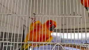 Red Sun Conure Adult Pair