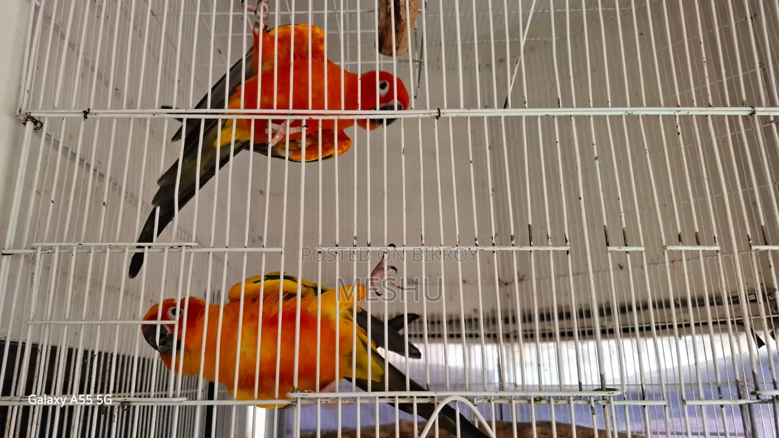 Red Sun Conure Adult Pair